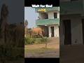 Wild Elephant Attack Viral Viral Shorts Elephant Trending Viralvideo