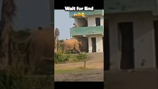 Download lagu wild Elephant Attack Viral Viral #shorts #elephant #trending #viralvideo mp3 Download lagu wild Elephant Attack Viral Viral #shorts #elephant #trending #viralvideo mp3