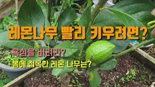 레몬나무 빨리 키우는 방법 레몬나무접목 1년생 얼마나 자랐을까? 레몬 열매가 열렸습니다. 레몬병해충방제