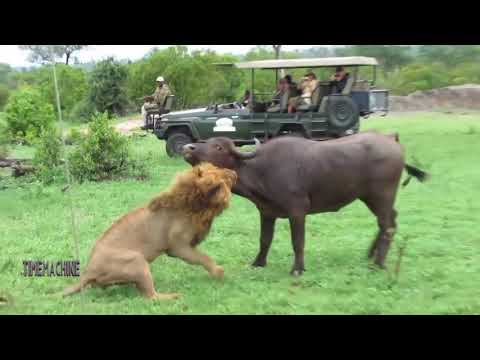 Buffalo Chase  To Rescue The Group & Knock  out The Lion