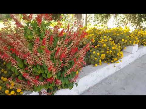 Flowers of Lourdes hotel Quetta.