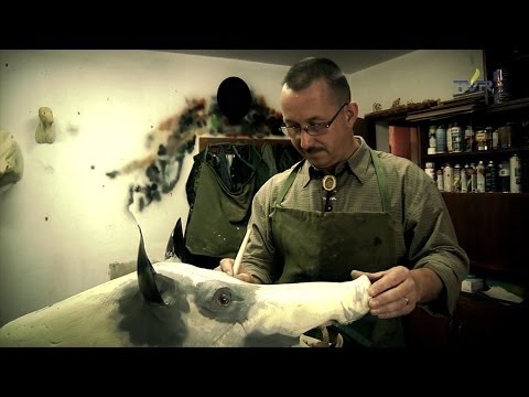 Darz Bór odc. 77 - Preparowanie trofeów i myśliwska edukacja