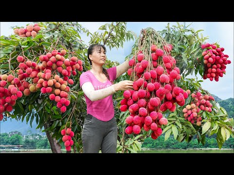 Harvesting Lychee Fruit Goes To Countryside Market Sell, Make Lychee Syrup - Farm Life