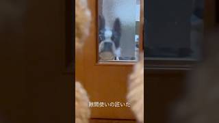 すりガラスの隙間に上手く使えるようになってる犬 #ボストンテリア #隙間使いの匠