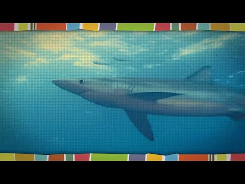 Illegal, unreported and unregulated shark fishing in the Republic of the Congo | ENACT Africa