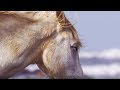 PILGRIM by ENYA - Beautiful HORSES
