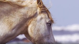 PILGRIM by ENYA - Beautiful HORSES