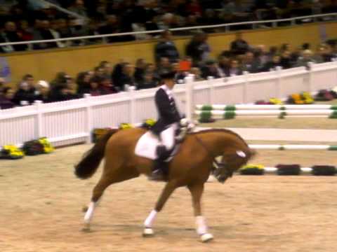 For Set dkbr- und Sir Heinrich fuchs - Landgestüt Warendorf Hengstschau Aachen 2012