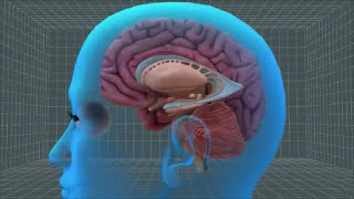 Overcoming Stress, Anxiety, and Depression Holistically; Part 3: Balanced Brain Chemistry