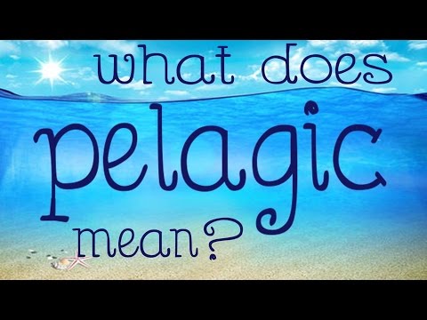 What does pelagic mean?