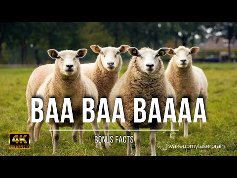 🐑 Sheep and Lambs Baaing Sounds | 🕙 10 Hours | 4K UHD | For Sleep, Relax | Dog TV | Bonus Facts