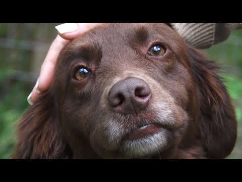 Animal não é brinquedo: o que você precisa saber antes de adotar um pet