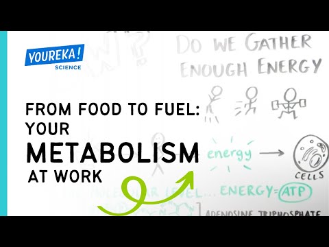From Food to Fuel: Your Metabolism at Work