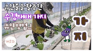 #가지재배 #가지키우기 #가지유인방법   수경재배 가지 유인줄을 활용한 유인 방법!!!!