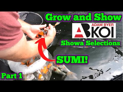 Grow and Show - Showa selections and look around the Koi Farm