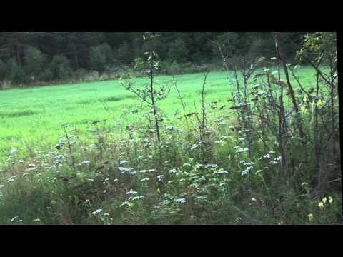 Манок на самца косули Buttolo Mundblatter 295 зов самки, двухсторонний - фото 2 - id-p2991380788