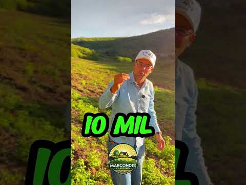 🌿🐄 FAZENDA À VENDA EM MEDINA – MG 🐄🌿part 3 #agro