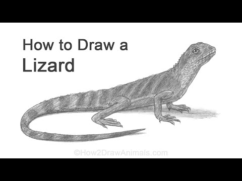How to Draw a Lizard (Water Dragon)