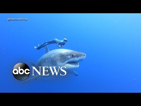 Divers swim alongside famous Deep Blue shark