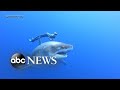 Divers swim alongside famous Deep Blue shark