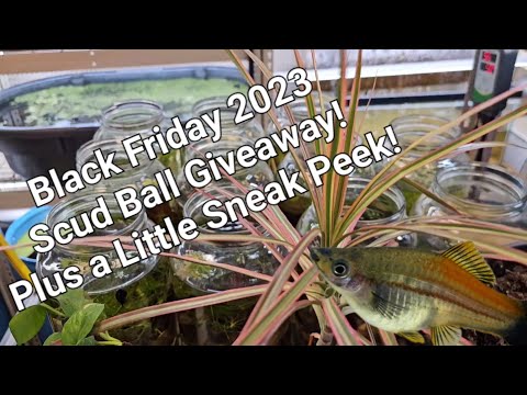 Black Friday 2023 Scud Ball Giveaway (with any purchase) and a Sneak Peek