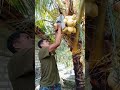 The Cute Coconut Lover! This Guinea Pig's Antics Are Causing a Stir #nature #shortvideo #viral #fyp