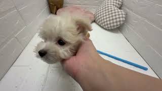 ハーフ犬の動画01