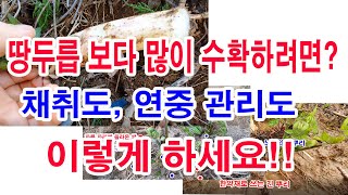 땅두릅 보다 많이 수확하려면, 채취도, 연중 관리도 이렇게 하세요 (땅두릅 재배, 땅두릅 연화재배, 땅두릅 …
