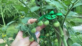 June Garden Tour: Hot and Messy!