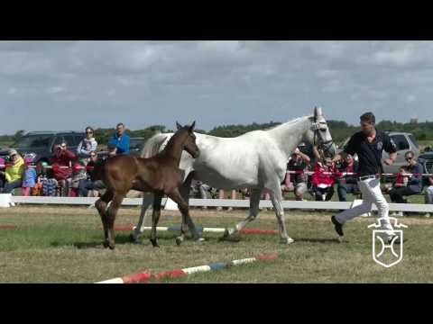 NF025 Hengstfohlen von Cornetino   Diarado   Cassini II