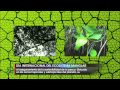Día internacional del ecosistema manglar