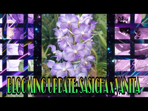 EL PARAISO BLOOMING UPDATE: Vanda Sasicha x Vanita | September Blooms | V127
