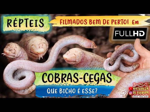 Blind snake, two-headed snake, earthworm. CURIOSITIES (Anfisbena Leposternon and Amphisbaena