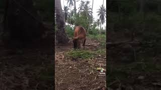 Download lagu Orang kelantan cakap kl!! Kelakar habis mp3