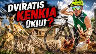 Serija iš kaimo gyvenimo su gyvūnais | 2026 08 28