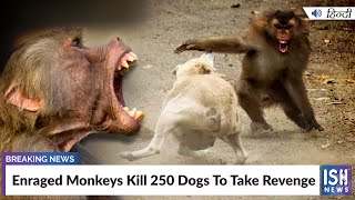 Enraged Monkeys Kill 250 Dogs To Take Revenge
