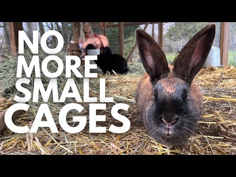 HUGE DIY Outdoor Rabbit Pen (with BURROWS!)