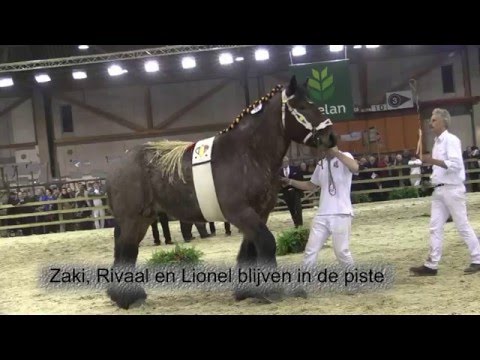 Belgian Draft Horses - national championship 2016, Part 4
