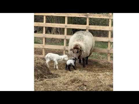 Zachraňme stádo 21 hladových a zanedbaných oveček včetně miminek