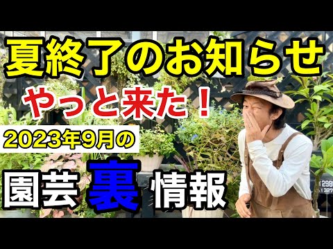 秋に玉ねぎを植える時期