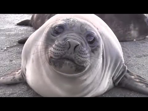 INCREDIBLE Encounter with Friendly Baby Elephant Seal [EXTENDED CUT]