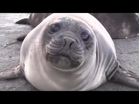可愛 海象 很癡人