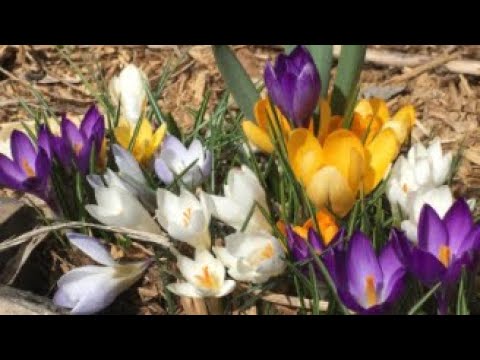 image-How many crocus bulbs can you plant together?