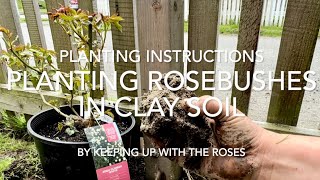 How to Plant Roses in Clay Soil