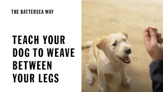 Teach your dog to weave between your legs | The Battersea Way