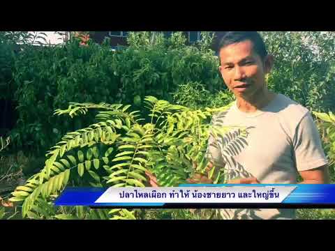 เพิ่มขึ้นในสมาชิก Togliatti ไอโอดีนสามารถเพิ่มสมาชิก