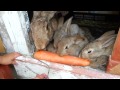 Кролики едят морковь 