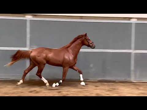 2020 Stallion Secret x Desperado