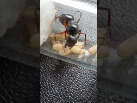 Queen ant arranging her brood