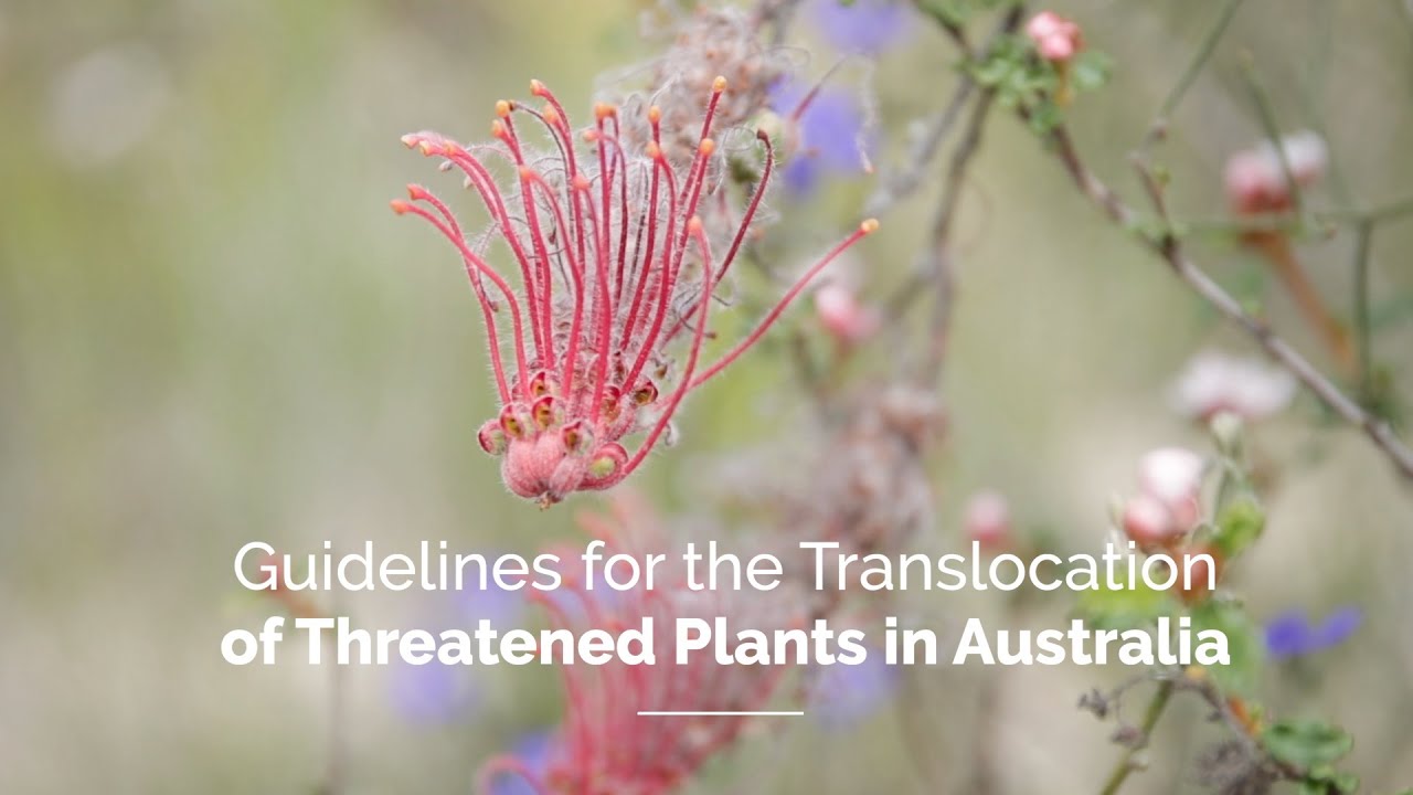 Guidelines for the Translocation of Threatened Plants in Australia